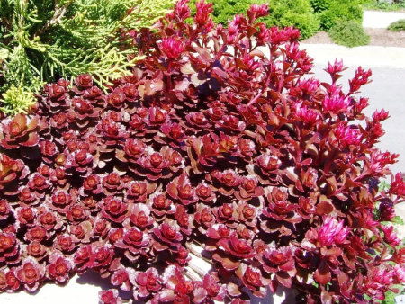 очиток Вуду