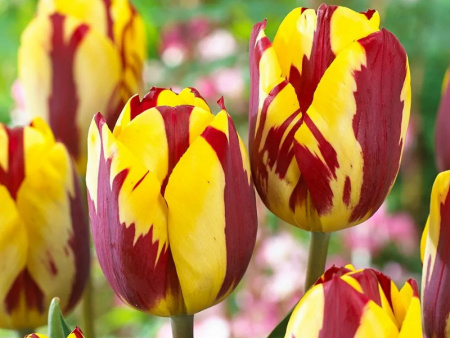 тюльпан твистер