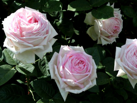 НоменклатураПрисоединенныеФайлы