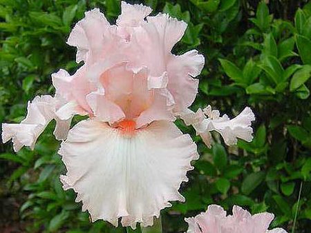 НоменклатураПрисоединенныеФайлы