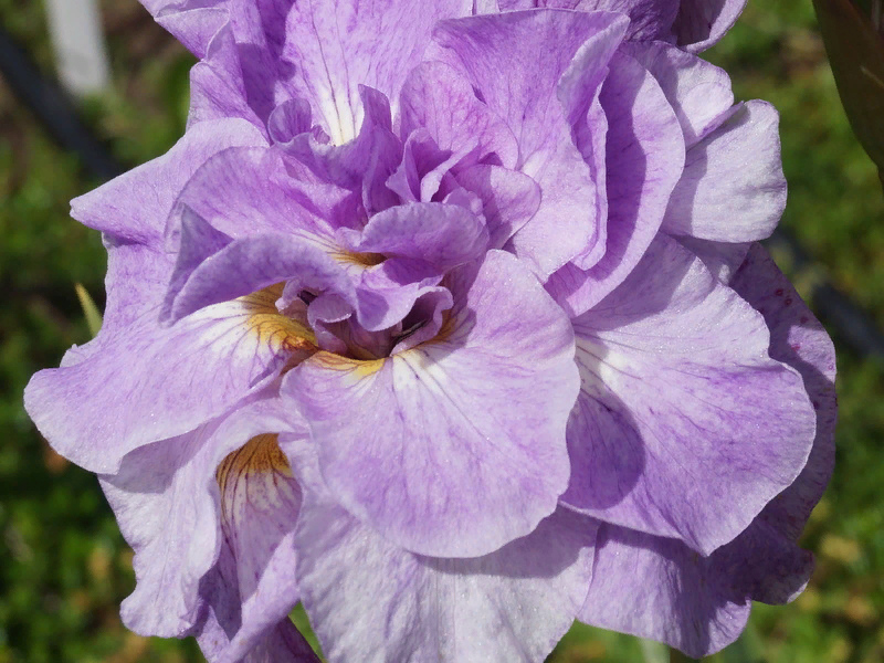 Ирис Imperial Opal (Империал Опал) ирис imperial opal (империал опал)