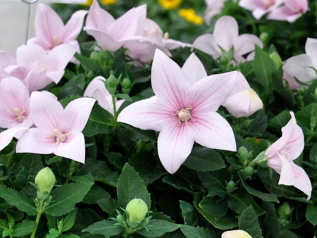 платикодон розовый