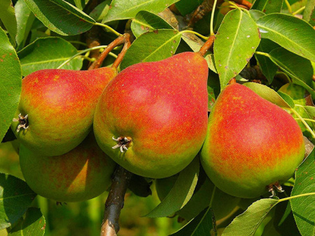 НоменклатураПрисоединенныеФайлы