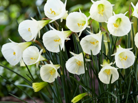 n_white_petticoat_1_1