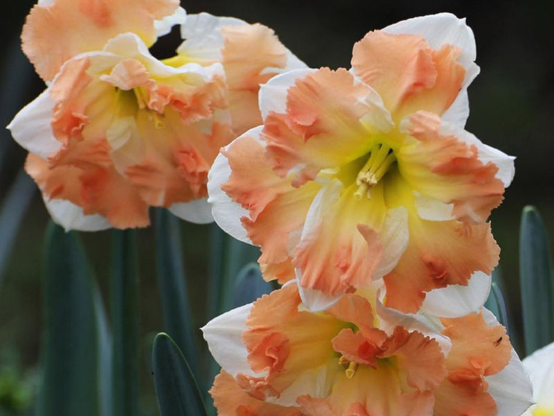 Нарцисс Cum Laude (Кум Лауде) нарцисс cum laude (кум лауде)