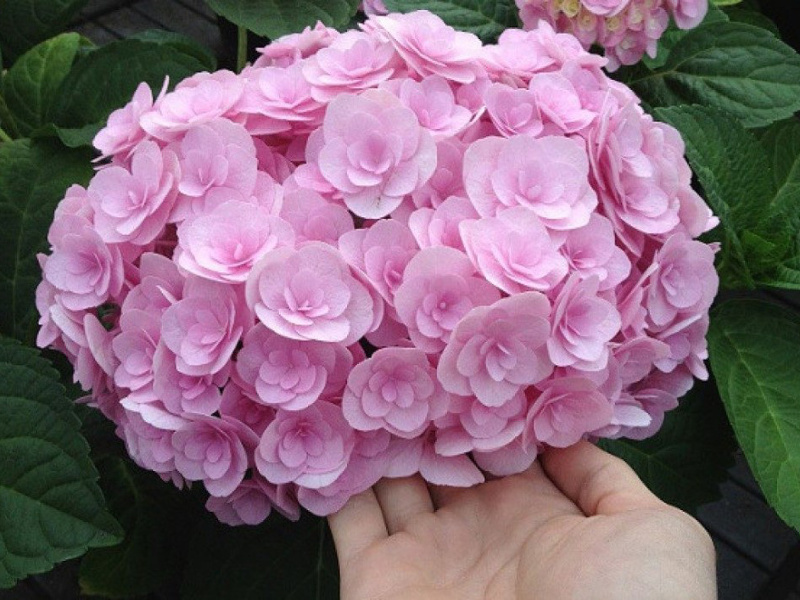 Гортензия крупнолистная You & Me Love (Ю Энд Ми Лав) фото