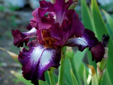 НоменклатураПрисоединенныеФайлы