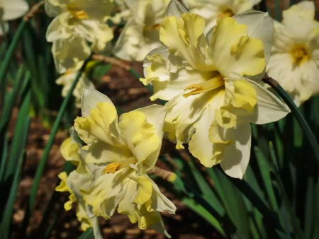 НоменклатураПрисоединенныеФайлы