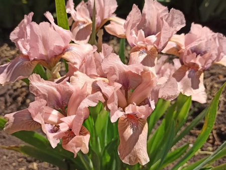 ирис вольтс