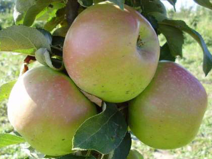 Таскан яблоня колоновидная фото