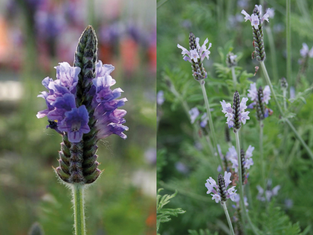 лаванда торч блю1