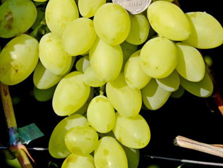 Виноград Авичени Виноград Авичени