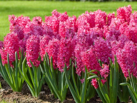 гиацинт ред меджик