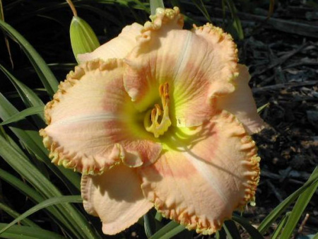 НоменклатураПрисоединенныеФайлы