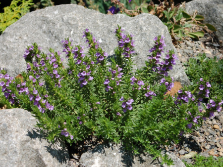 тимьян горный