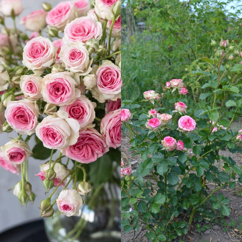 Роза Мими Эден фото