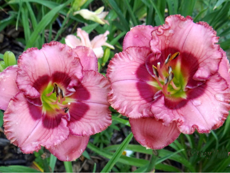 Черри валентин с