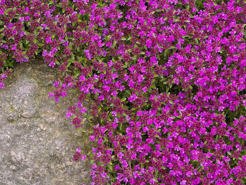 Тимьян ранний Криппинг Рэд фото и описание. Саженцы в каталоге интернет магазина Долина роз. Тимьян ранний Криппинг Рэд фото