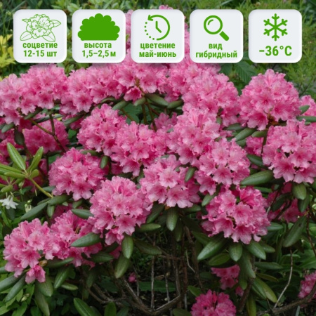 Рододендрон Гаага