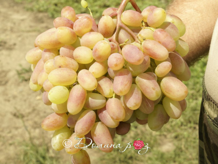 виноград Юбилей Новочеркасска с