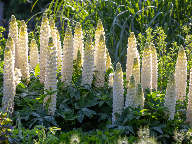 Люпин Ноблмейден люпин ноблмейден