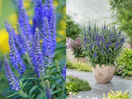 вероника синяя1