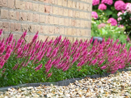 Вероника колосистая Ротфукс2