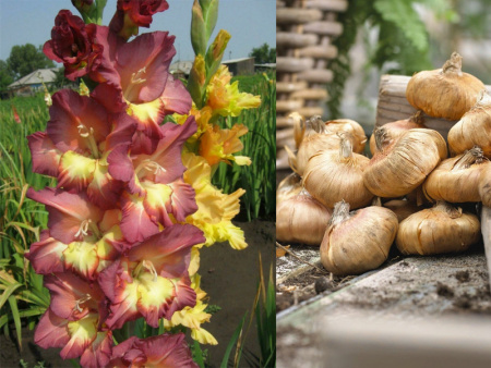 НоменклатураПрисоединенныеФайлы