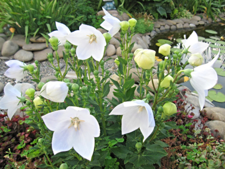 платикодон белый