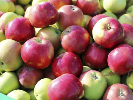 саженцы яблони Эрли Женева