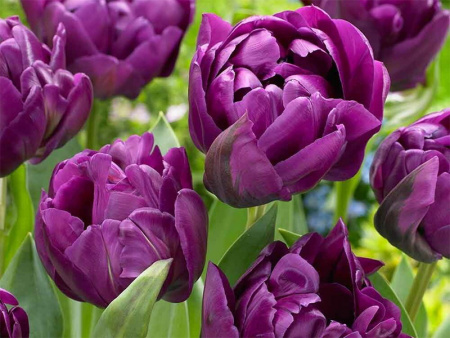 пурпул пион 2