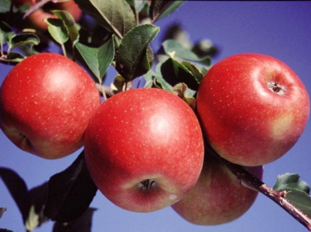 НоменклатураПрисоединенныеФайлы