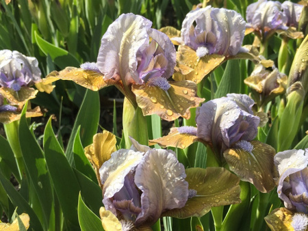 НоменклатураПрисоединенныеФайлы