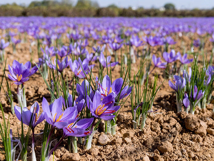 крокус осеннецветущий sativus (шафран) 5шт