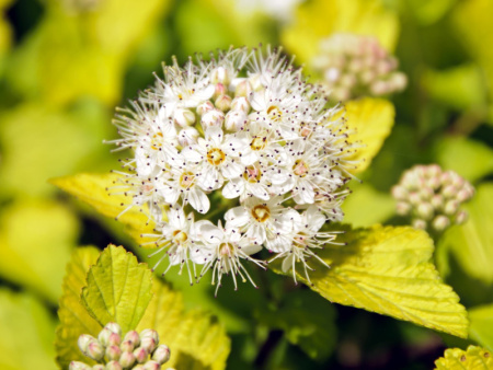 Пузыреплодник Дартс Голд4