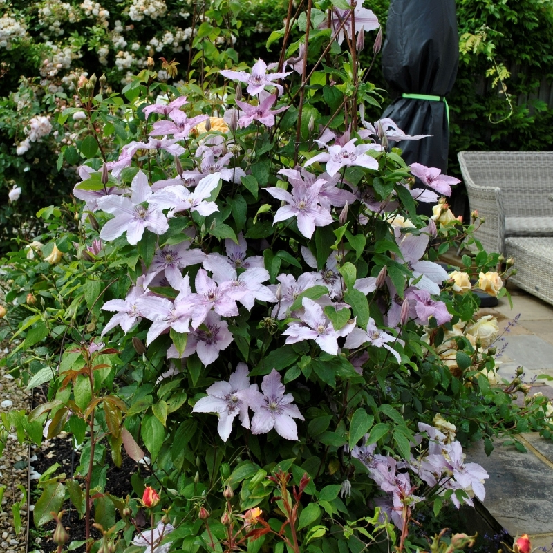 Клематис Хагли Гибрид фото
