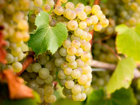 виноград Шардоне2 виноград Шардоне2