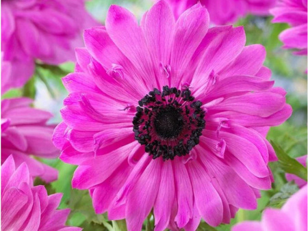 анемона Адмирал