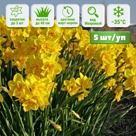 Нарцисс Голден Делишез