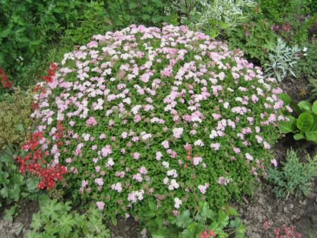 спирея японская литл принцесс спирея японская литл принцесс