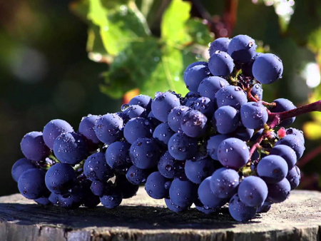 виноград Каберне Совиньон виноград Каберне Совиньон