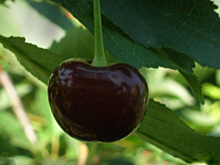 НоменклатураПрисоединенныеФайлы