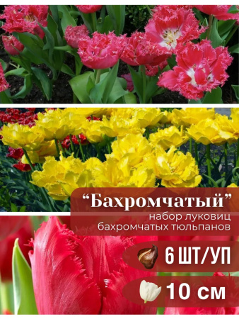 бахромчатый 6