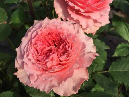 НоменклатураПрисоединенныеФайлы