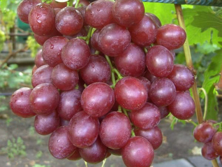 Виноград Воевода
