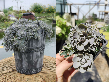 Горноколосник Иваренге2