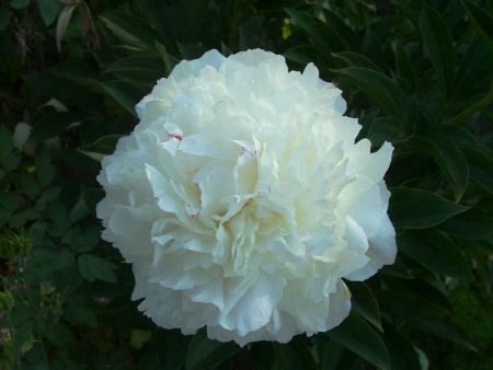 Алиса Хардинг с