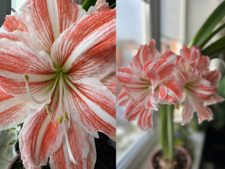 Гиппеаструм3