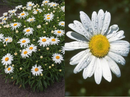 Ромашка Сильвер Принцесс 