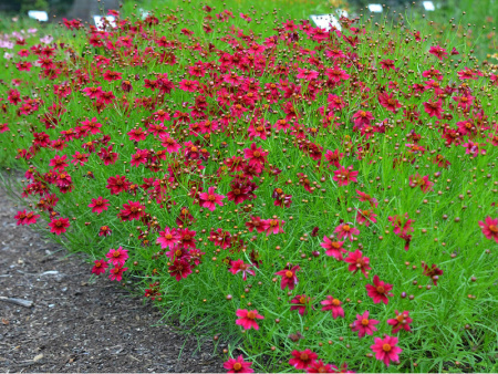 Кореопсис мутовчатый Лаймрок Руби